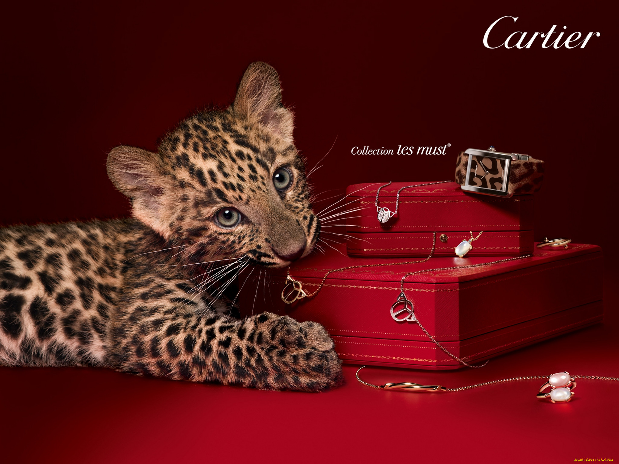 cartier, 